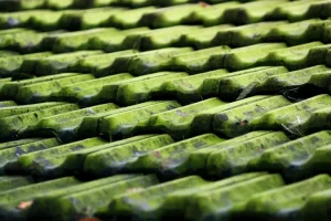 Moss on roof. An ideal candidate for our moss and lichen treatment